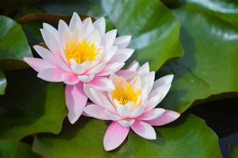 flor de lotus serie